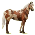 Reitpferd Paint Horse Brauner mit Overo-Scheckung
