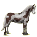 Pony Quarter Pony Apfelschimmel