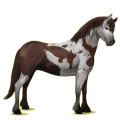 Pony Quarter Pony Rappe