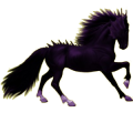 Reitpferd Marwari Hellgrau