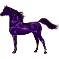 Reitpferd Araber Rappe