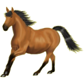 Reitpferd Mustang Roan