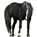 Einhorn-Reitpferd Hannoveraner Rotbrauner
