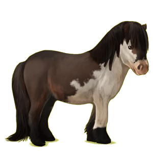 Pony Shetlandpony Fuchs