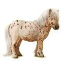 Pony Shetlandpony Palomino
