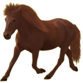 Pony Neufundland Pony Brauner