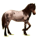Reitpferd Isländer Apfelschimmel