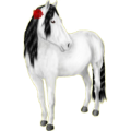 Pony Haflinger Palomino