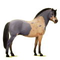 Pony Norweger Braunfalben