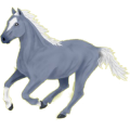 Reitpferd Araber Apfelschimmel