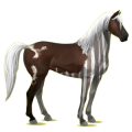 Reitpferd Mustang Roan