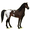 Reitpferd Brauner