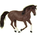 Pony Norweger Braunfalben