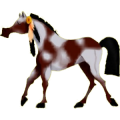 Reitpferd Argentinischer Criollo Brauner mit Tobiano-Scheckung