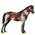 Pony Deutsches Reitpony Apfelschimmel