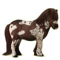 Pony Shetlandpony Apfelschimmel