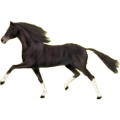 Reitpferd Trakehner Rotbrauner
