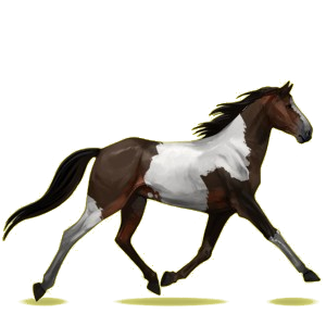 Reitpferd Morgan Dunkelbrauner