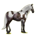 Reitpferd Andalusier Cremello