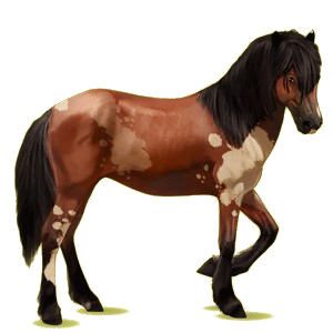 Reitpferd Isländer Dunkelbrauner