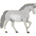 Reitpferd Isländer Falbe