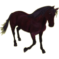 Reitpferd Mustang Rappe