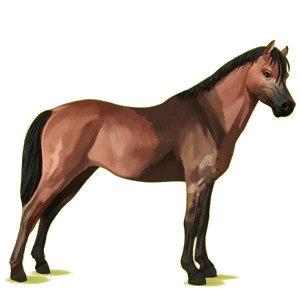 Pony Welsh Cob Brauner