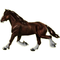 Reitpferd Paint Horse Palomino mit Tobiano-Scheckung