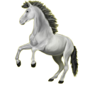 Pegasus-Pony Deutsches Reitpony Apfelschimmel