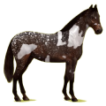 Reitpferd Hannoveraner Fuchs
