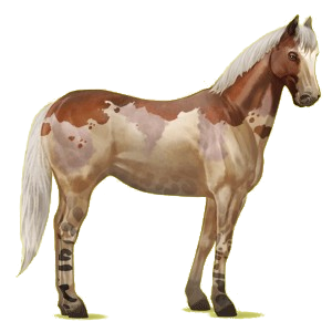 Reitpferd Paint Horse Palomino mit Tovero-Scheckung