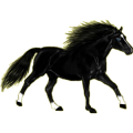 Reitpferd Trakehner Rappe