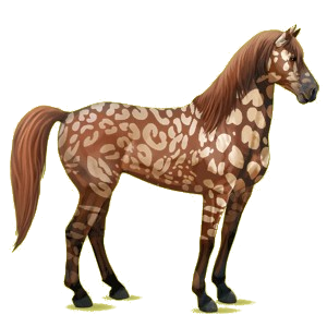 Reitpferd Mustang Rappe