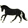 Pony Deutsches Reitpony Rappe