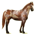 Reitpferd Rappe mit Overo-Scheckung
