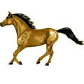 Reitpferd Paint Horse Rappe mit Overo-Scheckung