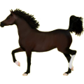 Reitpferd Hannoveraner Rappe