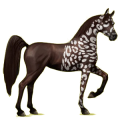 Reitpferd Araber Rappe