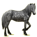 Reitpferd Isländer Strawberry Roan