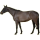Reitpferd Trakehner Brauner