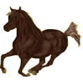 Reitpferd Marwari Fuchs
