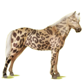 Pony Deutsches Reitpony Fuchs