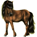 Reitpferd Araber Apfelschimmel