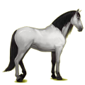 Reitpferd Andalusier Hellgrau