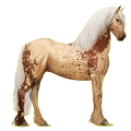 Reitpferd Friese Rappe