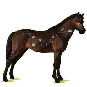 Pony Deutsches Reitpony Dunkelbrauner