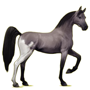 Reitpferd Araber Hellgrau