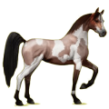 Reitpferd Araber Falbe