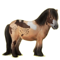 Pony Shetlandpony Brauner