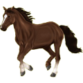 Pegasus-Reitpferd Hannoveraner Dunkelbrauner